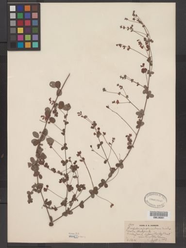 Lespedeza procumbens