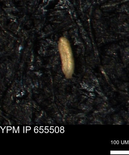Miliammina ischnia