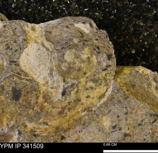 Scaphites sp.