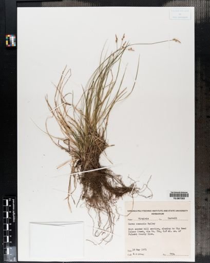 Plantae