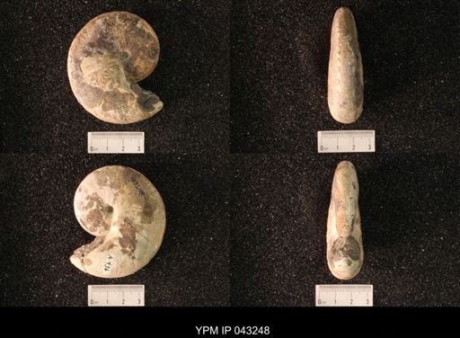 Hoploscaphites nicolletii