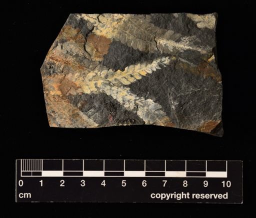 Pecopteris bullatus