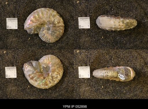 Discoscaphites gulosus
