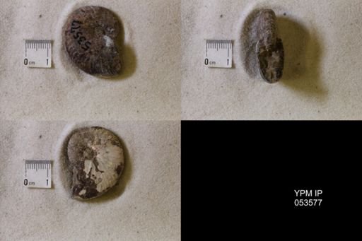 undet. Scaphitidae