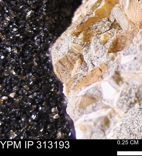 Corbicula