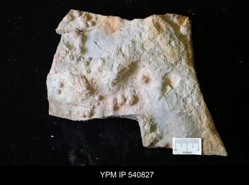 sedimentary structure