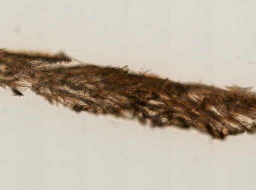Mycale macginitiei