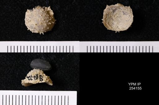 Cancrinella boonensis