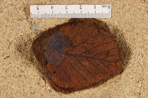 Betulites westii var. obtusus