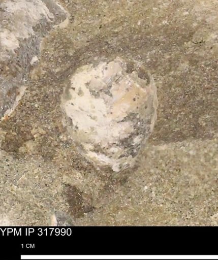 undet. Mollusca