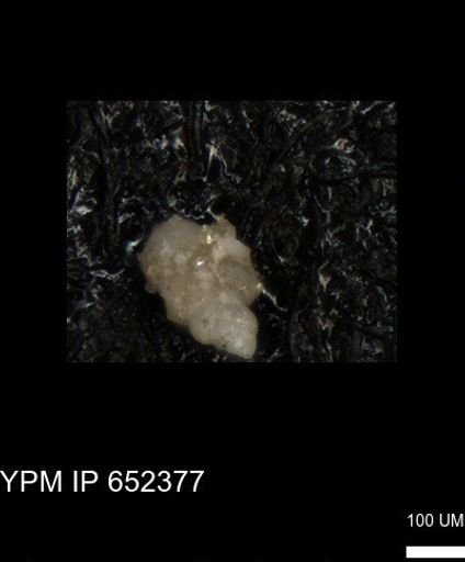undet. Heterohelicidae