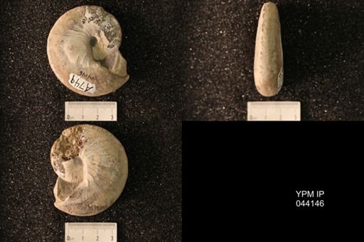 Hoploscaphites nicolletii