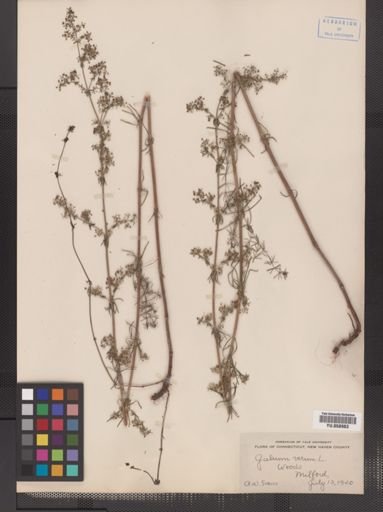 Galium verum
