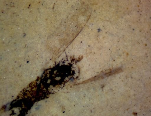 undet. Hexapoda