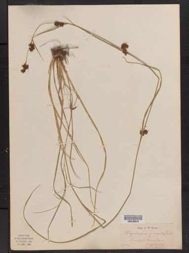 Rhynchospora glomerata