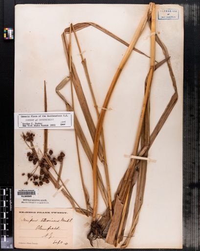 Scirpus atrovirens