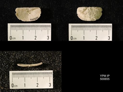 Chonetes granulifer meekanus