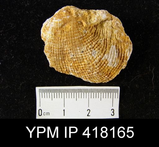 undet. Productidae