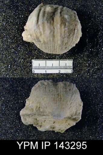 Productus (Dictyoclostus) indicus