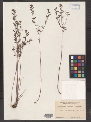 Helianthemum canadense