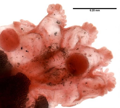 Eunicella cavolini
