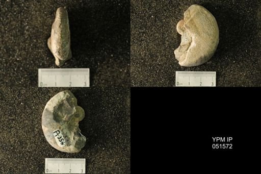 Hoploscaphites nicolletii