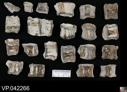 undet. Aulopiformes