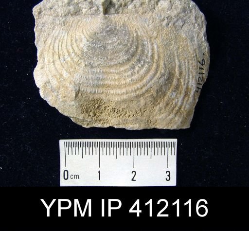 Echinoconchus sp.