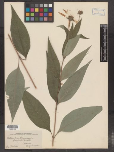 Helianthus strumosus
