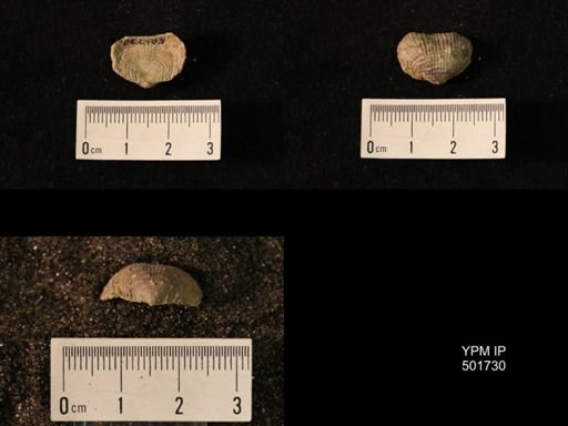 Marginifera lasallensis