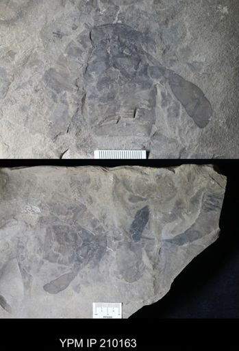 Eurypterus remipes
