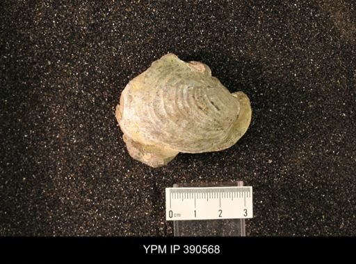 Inoceramus barabini