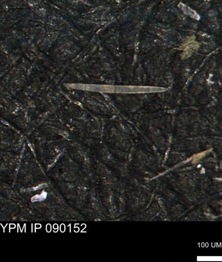 undet. Porifera