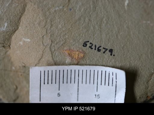 undet. Synziphosurina