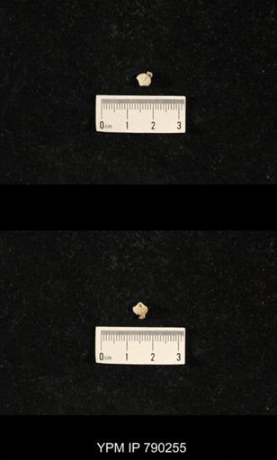 Hustedia huecoensis