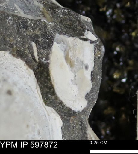 Limopsis striatopunctatus