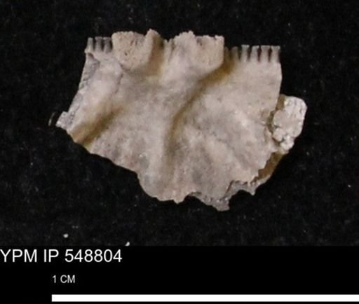 Stropheodonta perplana