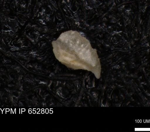 undet. Foraminiferida