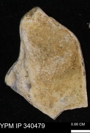 Ostrea glabra