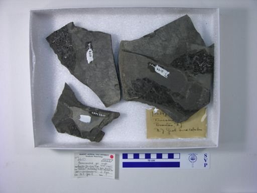 Semionotidae