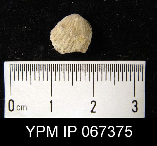 Rhynchospira formosa