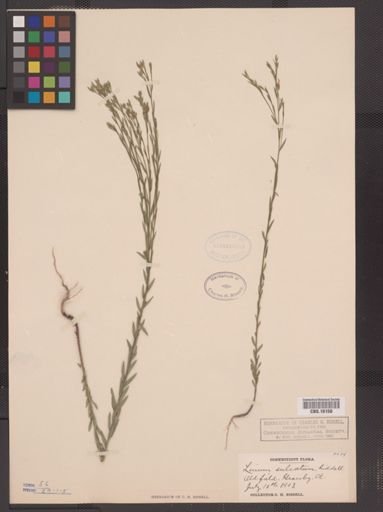 Linum sulcatum