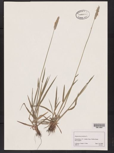 Alopecurus pratensis