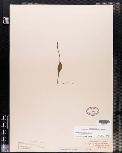 Ophioglossum vulgatum