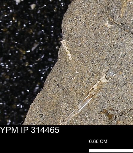 undet. Scaphopoda