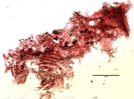 Craniella cranium