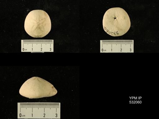 Rhyncholampas gouldii