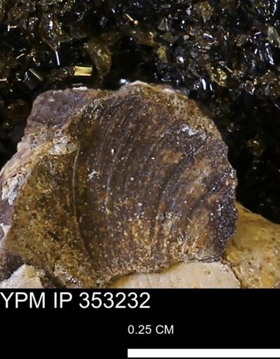 Limopsis striatopunctatus