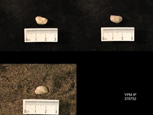 Marginifera wabashensis