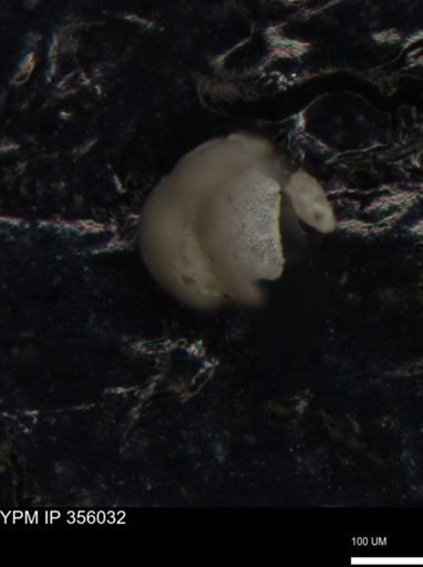 undet. Foraminiferida